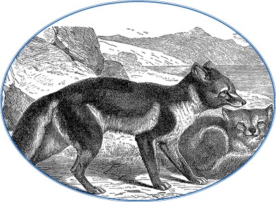 Иллюстрация к книге — Камчатские экспедиции [i_078.jpg]