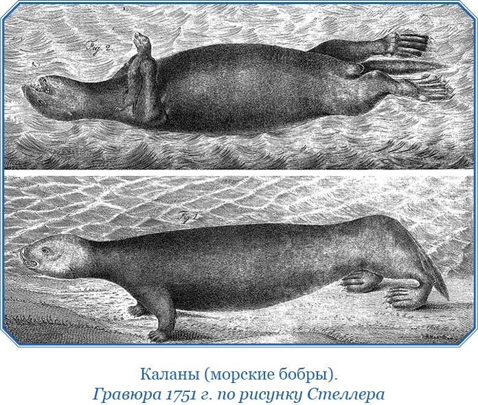 Иллюстрация к книге — Камчатские экспедиции [i_109.jpg]