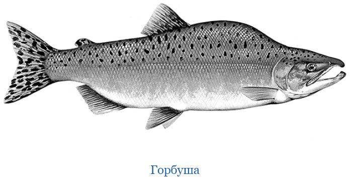 Иллюстрация к книге — Камчатские экспедиции [i_110.jpg]