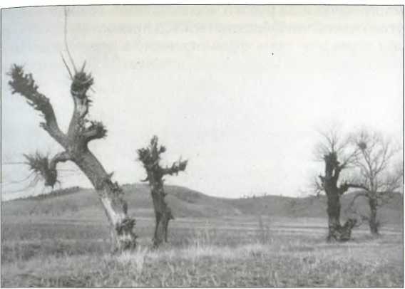 Иллюстрация к книге — Русский Харбин [i_022.jpg]