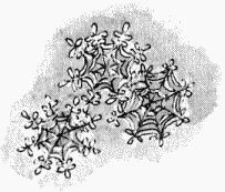 Иллюстрация к книге — Юбилей Деда Мороза [i_005.jpg]