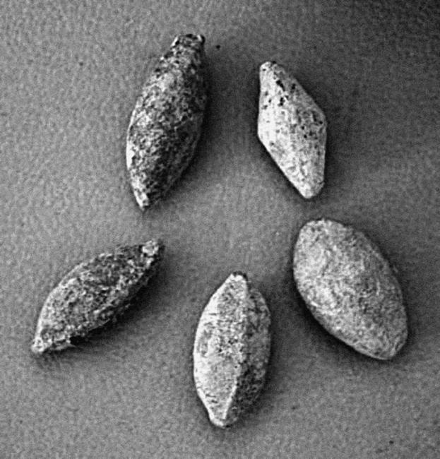 Иллюстрация к книге — Воины Карфагена. Первая полная энциклопедия Пунических войн [i_037.jpg]