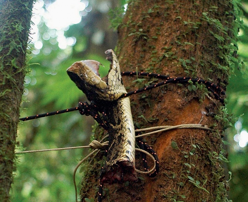 Иллюстрация к книге — Потерянный город Обезьяньего бога [i_024.jpg]