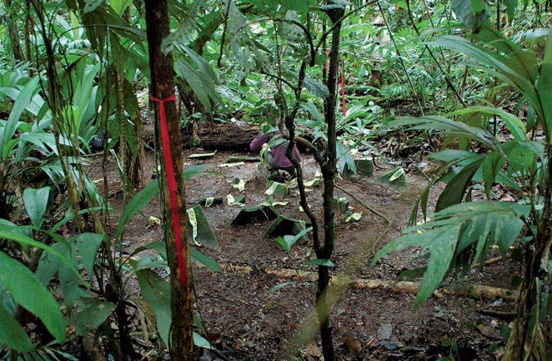 Иллюстрация к книге — Потерянный город Обезьяньего бога [i_032.jpg]