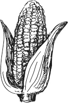 Иллюстрация к книге — 365 салатов и закусок на каждый день [i_011.jpg]