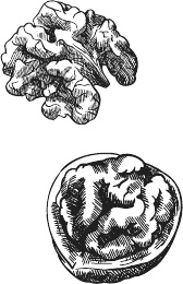 Иллюстрация к книге — 365 салатов и закусок на каждый день [i_016.jpg]