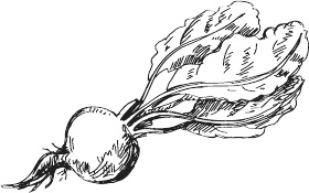 Иллюстрация к книге — 365 салатов и закусок на каждый день [i_018.jpg]