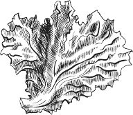 Иллюстрация к книге — 365 салатов и закусок на каждый день [i_167.jpg]