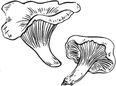 Иллюстрация к книге — 365 салатов и закусок на каждый день [i_184.jpg]