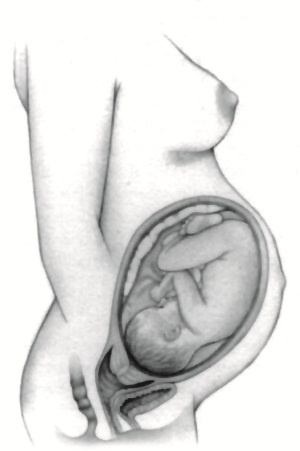 Иллюстрация к книге — В ожидании малыша (обновленное издание) [i_110.jpg]