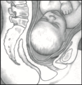 Иллюстрация к книге — В ожидании малыша (обновленное издание) [i_150.jpg]