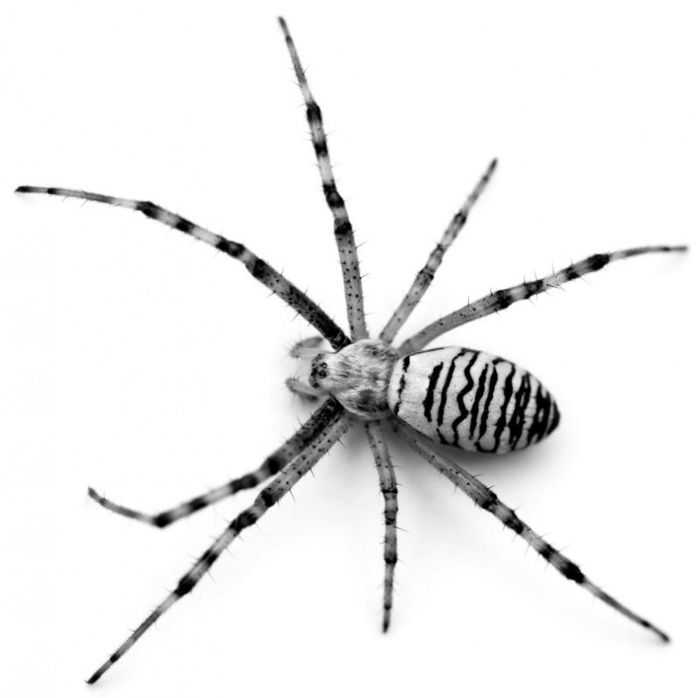 Иллюстрация к книге — Тайны Апокалипсиса [i_043.jpg]