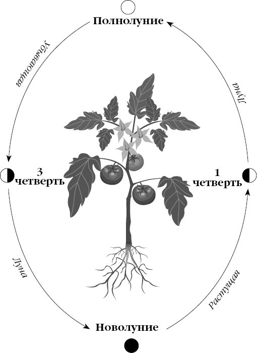 Иллюстрация к книге — Лунный посевной календарь на 2018 год для ржавых чайников [_1.jpg]