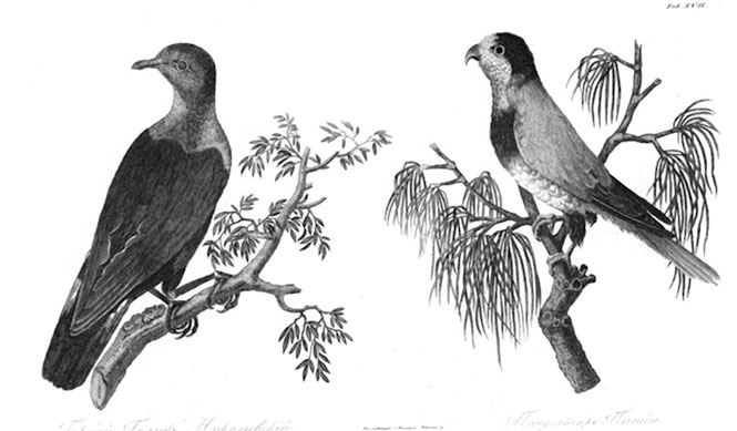 Иллюстрация к книге — На парусниках «Надежда» и «Нева» в Японию. Первое кругосветное плаванье российского флота [i_018.jpg]