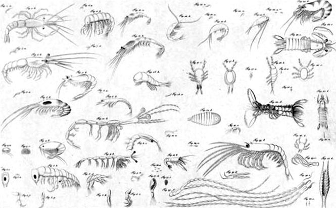 Иллюстрация к книге — На парусниках «Надежда» и «Нева» в Японию. Первое кругосветное плаванье российского флота [i_024.jpg]