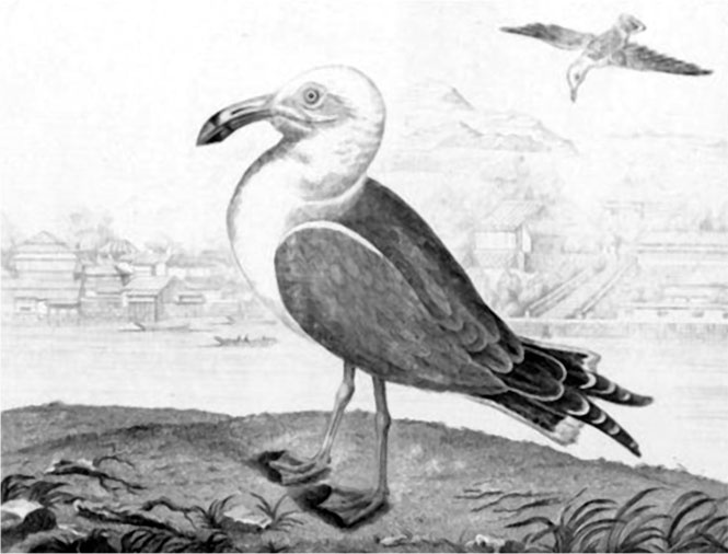 Иллюстрация к книге — На парусниках «Надежда» и «Нева» в Японию. Первое кругосветное плаванье российского флота [i_043.jpg]