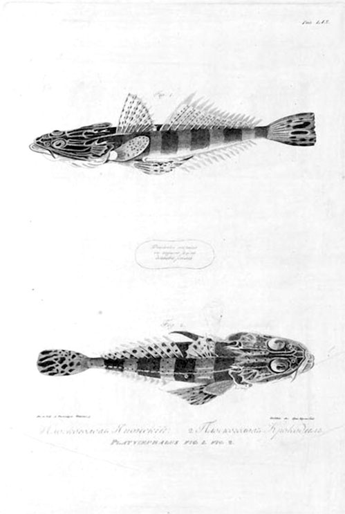 Иллюстрация к книге — На парусниках «Надежда» и «Нева» в Японию. Первое кругосветное плаванье российского флота [i_045.jpg]