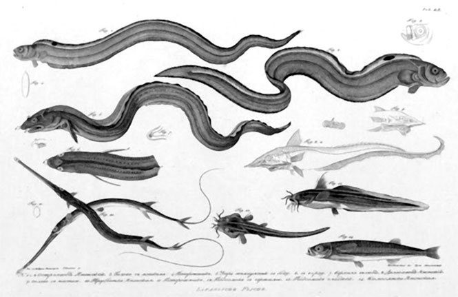 Иллюстрация к книге — На парусниках «Надежда» и «Нева» в Японию. Первое кругосветное плаванье российского флота [i_046.jpg]