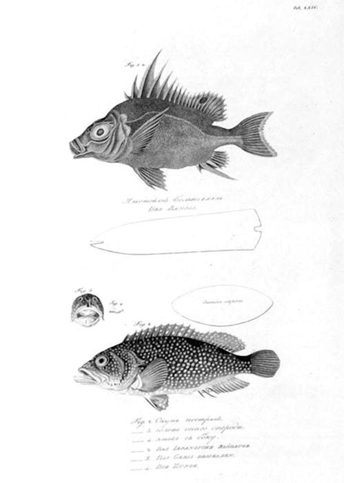 Иллюстрация к книге — На парусниках «Надежда» и «Нева» в Японию. Первое кругосветное плаванье российского флота [i_050.jpg]