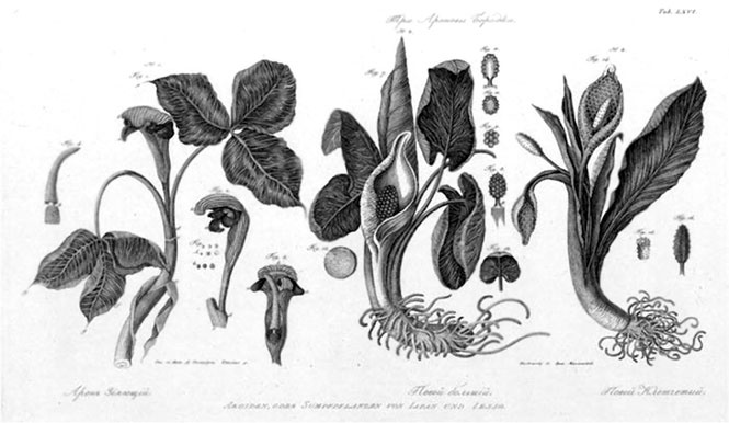 Иллюстрация к книге — На парусниках «Надежда» и «Нева» в Японию. Первое кругосветное плаванье российского флота [i_052.jpg]