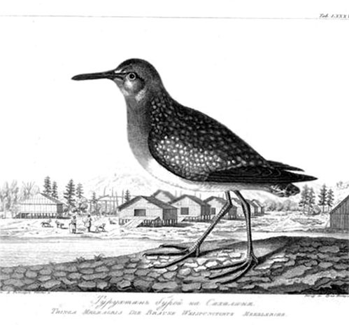 Иллюстрация к книге — На парусниках «Надежда» и «Нева» в Японию. Первое кругосветное плаванье российского флота [i_061.jpg]