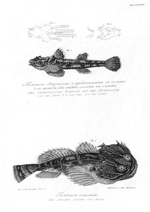 Иллюстрация к книге — На парусниках «Надежда» и «Нева» в Японию. Первое кругосветное плаванье российского флота [i_063.jpg]