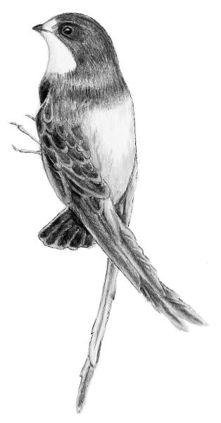 Иллюстрация к книге — Васюткино озеро. С вопросами и ответами для почемучек [i_001.jpg]