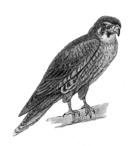 Иллюстрация к книге — Васюткино озеро. С вопросами и ответами для почемучек [i_003.jpg]