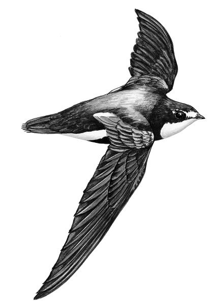 Иллюстрация к книге — Васюткино озеро. С вопросами и ответами для почемучек [i_008.jpg]