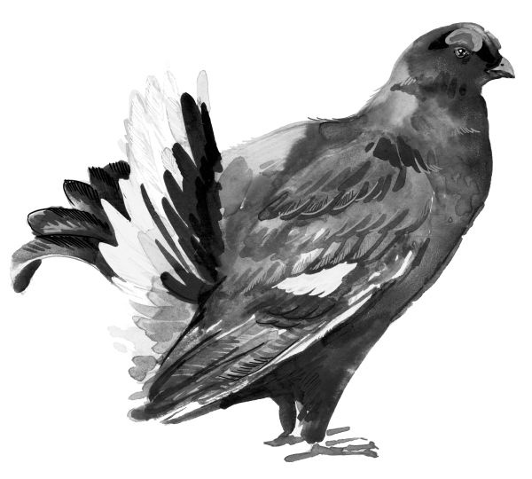 Иллюстрация к книге — Васюткино озеро. С вопросами и ответами для почемучек [i_019.jpg]