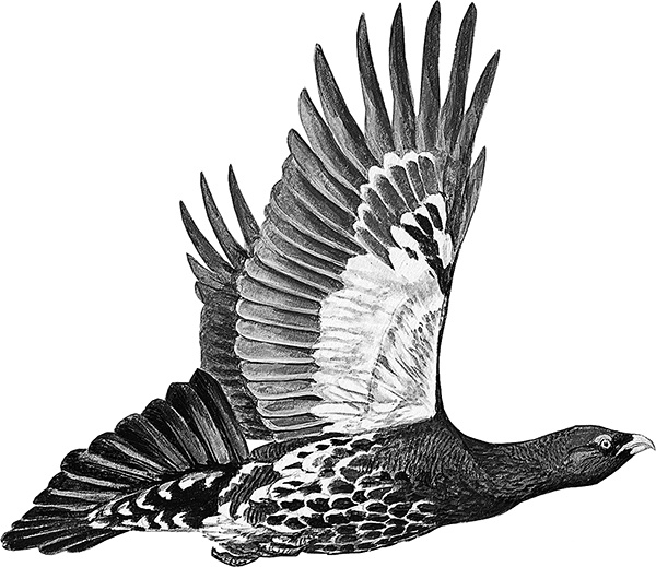 Иллюстрация к книге — Васюткино озеро. С вопросами и ответами для почемучек [i_020.jpg]