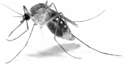 Иллюстрация к книге — Васюткино озеро. С вопросами и ответами для почемучек [i_023.jpg]