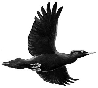 Иллюстрация к книге — Васюткино озеро. С вопросами и ответами для почемучек [i_027.jpg]