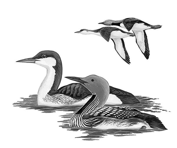 Иллюстрация к книге — Васюткино озеро. С вопросами и ответами для почемучек [i_032.jpg]