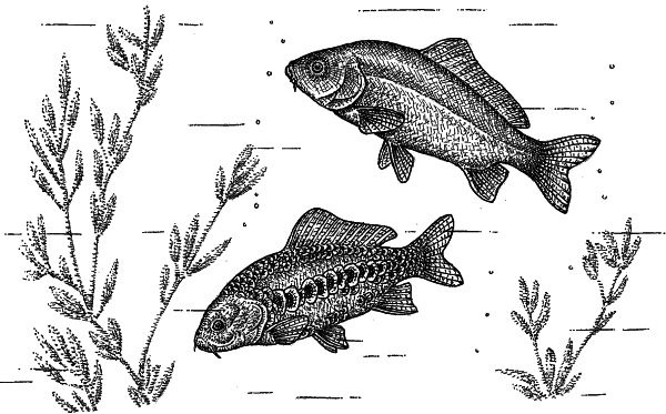 Иллюстрация к книге — Васюткино озеро. С вопросами и ответами для почемучек [i_036.jpg]