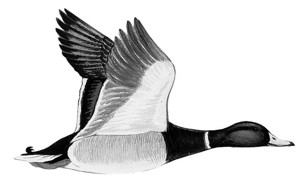 Иллюстрация к книге — Васюткино озеро. С вопросами и ответами для почемучек [i_037.jpg]