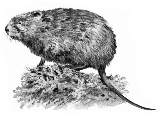 Иллюстрация к книге — Васюткино озеро. С вопросами и ответами для почемучек [i_038.jpg]