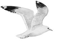 Иллюстрация к книге — Васюткино озеро. С вопросами и ответами для почемучек [i_045.jpg]