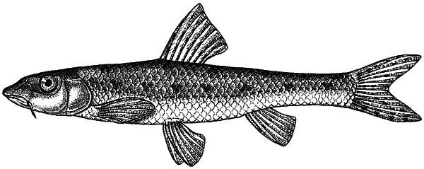 Иллюстрация к книге — Васюткино озеро. С вопросами и ответами для почемучек [i_051.jpg]