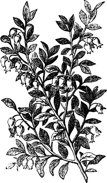 Иллюстрация к книге — Васюткино озеро. С вопросами и ответами для почемучек [i_058.jpg]