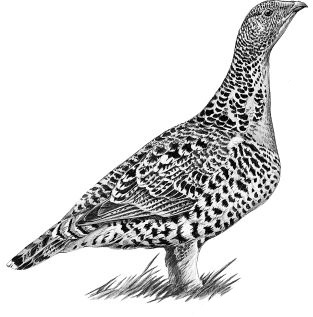 Иллюстрация к книге — Васюткино озеро. С вопросами и ответами для почемучек [i_059.jpg]