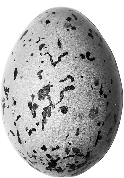 Иллюстрация к книге — Васюткино озеро. С вопросами и ответами для почемучек [i_060.jpg]