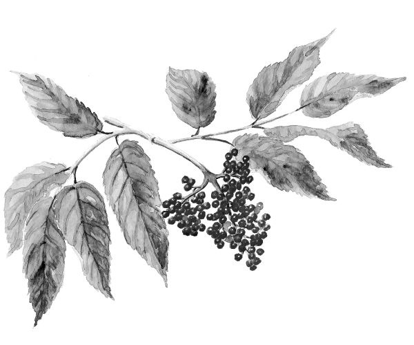 Иллюстрация к книге — Васюткино озеро. С вопросами и ответами для почемучек [i_062.jpg]