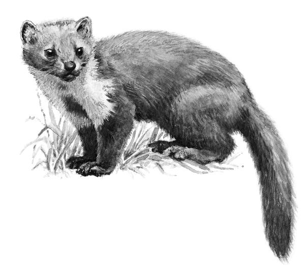 Иллюстрация к книге — Васюткино озеро. С вопросами и ответами для почемучек [i_063.jpg]