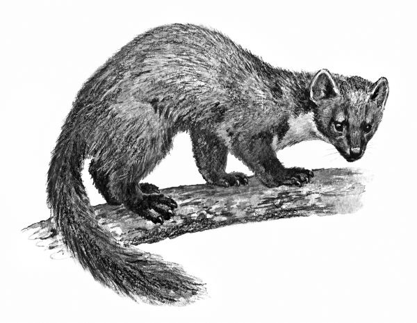 Иллюстрация к книге — Васюткино озеро. С вопросами и ответами для почемучек [i_064.jpg]