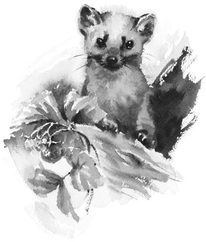 Иллюстрация к книге — Васюткино озеро. С вопросами и ответами для почемучек [i_065.jpg]