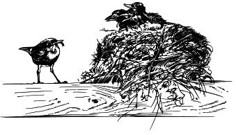 Иллюстрация к книге — Васюткино озеро. С вопросами и ответами для почемучек [i_071.jpg]