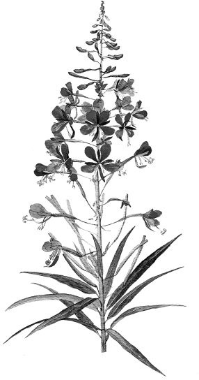 Иллюстрация к книге — Васюткино озеро. С вопросами и ответами для почемучек [i_074.jpg]