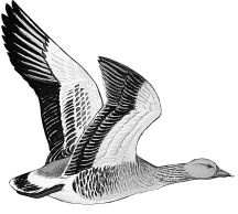 Иллюстрация к книге — Васюткино озеро. С вопросами и ответами для почемучек [i_088.jpg]