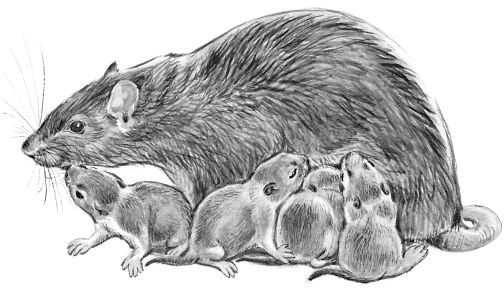 Иллюстрация к книге — Васюткино озеро. С вопросами и ответами для почемучек [i_090.jpg]